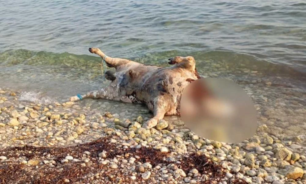 Νεκρές αγελάδες ξεβράστηκαν σε παραλίες της Λευκάδας